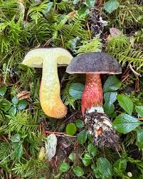 Image result for Xerocomellus diffractus