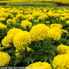 Not only will the mexican marigold drive away gnats, but it also kills any harmful nematodes that may be living in the soil. Mexican Marigold Moonlight Large Double Yellow Flowers Aztec Marigold Garden Seeds Market Free Shipping