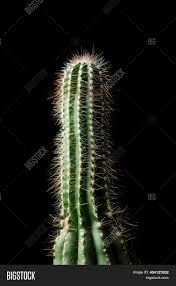It's _____ than the other one. Little Cactus Plant Image Photo Free Trial Bigstock
