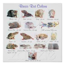 Basic Rat Colors Poster Zazzle Com Pet Rats Rats Rat Care