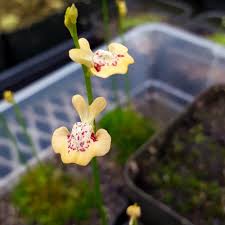Image result for Utricularia