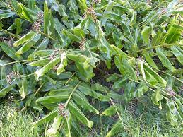 Wild Ginger Weedbusters