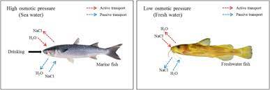 Toxic Effects Of Lead Exposure On Bioaccumulation Oxidative Stress Neurotoxicity And Immune Responses In Fish A Review Sciencedirect