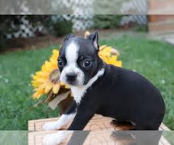 Elena is great while giving baths and loves attention. View Ad Boston Terrier Puppy For Sale Near Ohio Shiloh Usa Adn 212792