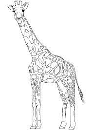 They use them to pull the leaves off of trees! Giraffe Outline Printable