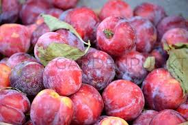 Image result for prunus domestica renkloda althana