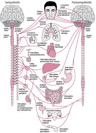 These nerves form the communication network the autonomic nervous system has two parts, the sympathetic division and the parasympathetic division. Overview Of The Autonomic Nervous System Brain Spinal Cord And Nerve Disorders Merck Manuals Consumer Version