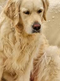 English cream golden retriever enjoying snow