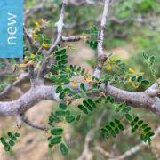 Image result for Commiphora pteleifolia