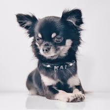 Chihuahua Kai On Instagram When You Just Know You Lookin Good Thanks To Ma Collar From Doggiedinerdurham Cute Chihuahua Chihuahua Cute Animals