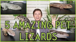 They are more advanced than some of the other species of new caledonian geckos due to their massive size and moody temperaments. Leachianus Gecko Leachie The Best Pet Lizard Youtube