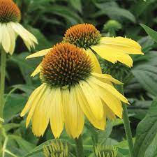 Check spelling or type a new query. Sunrise Coneflower Finegardening