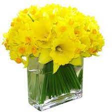Maybe you would like to learn more about one of these? 12 Best Daffodil Wedding Flowers Ideas Daffodil Wedding Wedding Flowers Daffodil Wedding Flowers