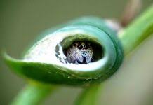 4.7 out of 5 stars 11. Jumping Spider Care Are Jumping Spider Good Pets Exopetguides