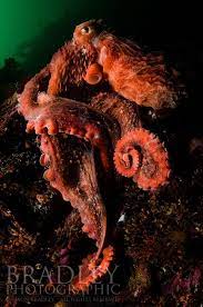 Giant Pacific Octopus Deep Sea News Giant Pacific Octopus Octopus Ocean Creatures