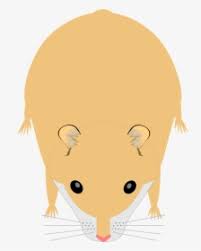Hamster png transparent images free download free png images, vectors, stock photos, psd templates, icons, fonts, graphics, clipart, mockups, with transparent background. Hamster Png Images Free Transparent Hamster Download Page 2 Kindpng