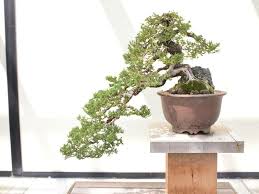 We did not find results for: 64 Incredible Types Of Bonsai Trees With Pictures Florgeous