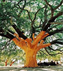 Image result for Quercus suber
