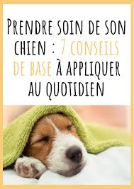 Prendre Soin De Son Chien 7 Conseils De Base A Appliquer Au Quotidien Prendre Soin De Soi Chien Education Canine