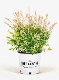 Image result for venturia saliciperda willow tree