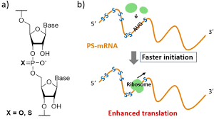 In the first part of the elongation step of translation, the ribosome moves along the mrna to position the fmet residue to the p site (peptidyl site) in the 50s subunit. Phosphorothioate Modification Of Mrna Accelerates The Rate Of Translation Initiation To Provide More Efficient Protein Synthesis Kawaguchi 2020 Angewandte Chemie International Edition Wiley Online Library