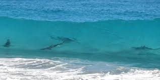 sharks in the surf at new smyrna beach oh my jake scott