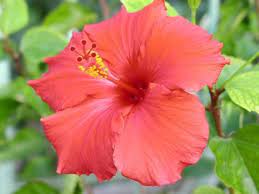 National Flower National Symbols Simbolos Nacionales Hibiscus Beautiful Flowers Flowers