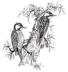 Birds Of East Texas Piney Woods Tpwd The Woodpeckers Of The Eastern Texas Pineywoods Woodpecker Line Art Drawings Drawings