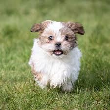 Imperial shihtzu puppies for sale. Breeders With Shih Tzu Puppies For Sale In Texas