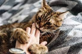 愛猫が本噛みして痛い！猫が本気で噛む理由と解決法 - イオンのペット葬「ペットライフ知恵袋」