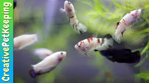 Spotting The First Male Betta Baby Koi Betta Update Koi Betta Fish Pet Animal Gifs