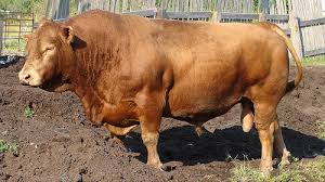 My herd is based in co. Red Angus Natural History