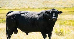 How Many Bulls Do You Need When Synchronizing With Natural Service