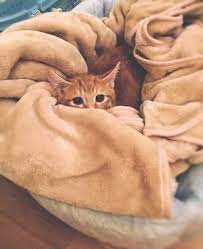 Ask A Vet Why Does My Cat Attack My Feet Under The Covers