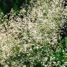 Image result for Crambe