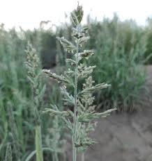 Image result for Schmidtia kalahariensis