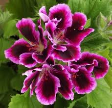 The martha washington geranium can grow quite large. Regal Or Martha Washington Geraniums Pelargonium X Domesticum Mike S Garden Top 5 Plants