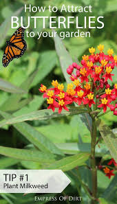 Want Butterflies Grow These Host Larval Plants Milkweed Plant Plants Hummingbird Garden
