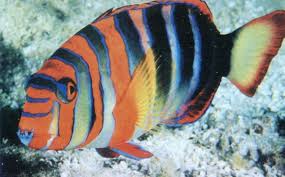 Betta fish has been since early times of its discovery been used for fight shows which started in thailand initially leading to its fame all over the globe. Exotic Betta Fish Vang Bettas