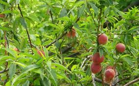 Check spelling or type a new query. Chit Chat Today S Photo Juicy Fruit Madeira Island News
