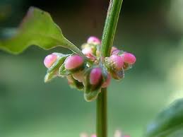 Image result for Rumex lanceolatus