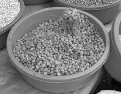 Image result for Ricinodendron