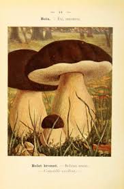 Planches Champignons Planches Champignons Boletus Aereus Bolet Bronze Comestible Excellent Gravures Champignon Comestible Art Clipart Illustrations