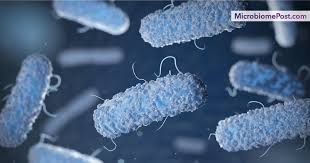 The two species of salmonella are salmonella enterica and salmonella bongori. Salmonella And Candida Infections Alter Gut Microbiota Structure And Function
