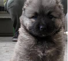 Резултат с изображение за кавказка овчарка