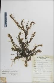 Image result for Laurembergia