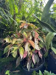 Image result for Acalypha allenii