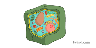 Composed of peptidoglycan (polysaccharides + protein), the cell wall maintains the overall shape of a bacterial cell. Plant Cell No Labels Illustration Twinkl