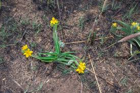 Image result for Hypoxis rigidula