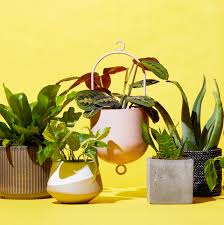 We did not find results for: The Best Places To Buy Plants Online Cheap Indoor Plants To Order